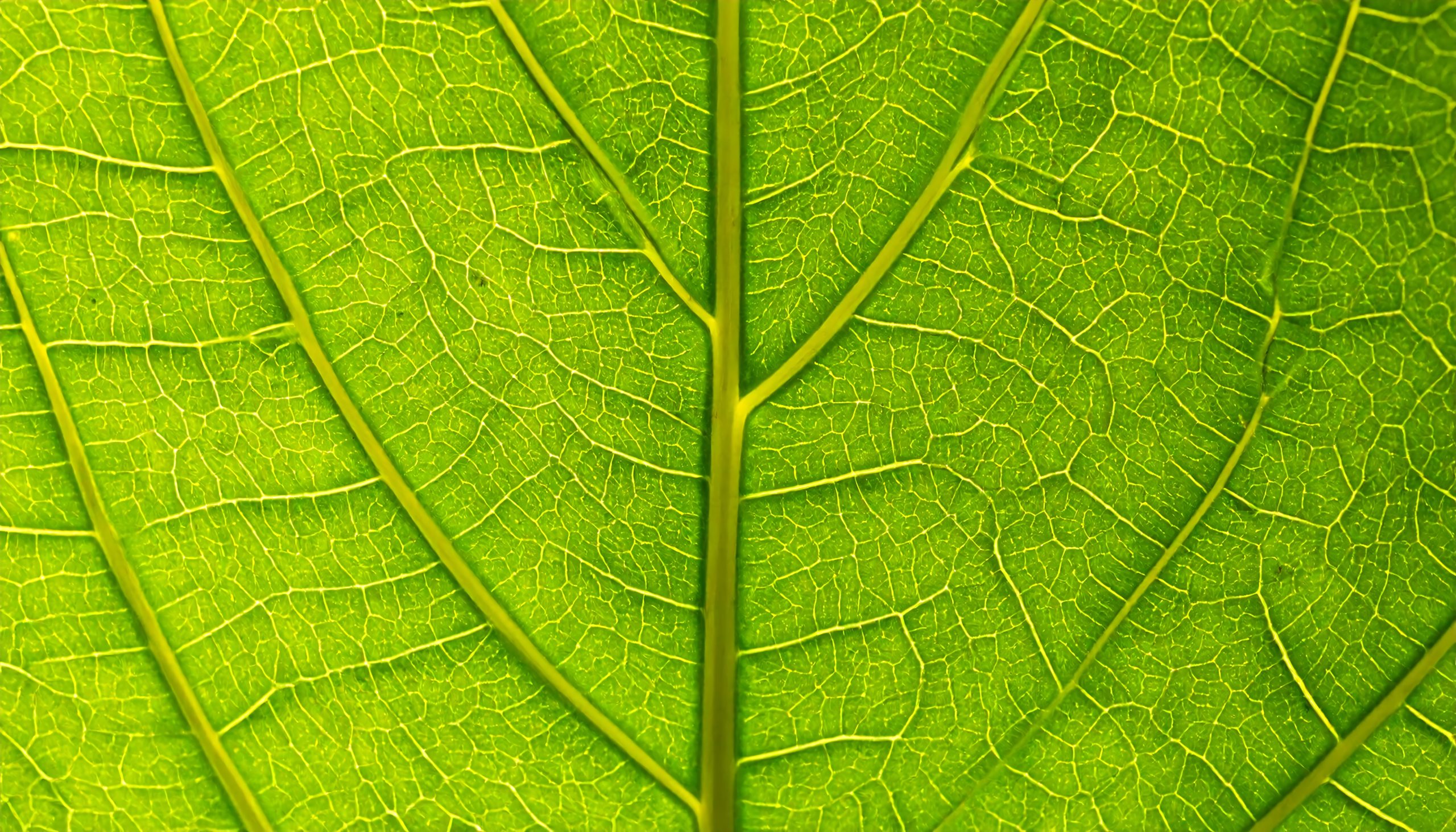 Image link