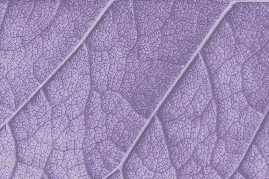 Image link