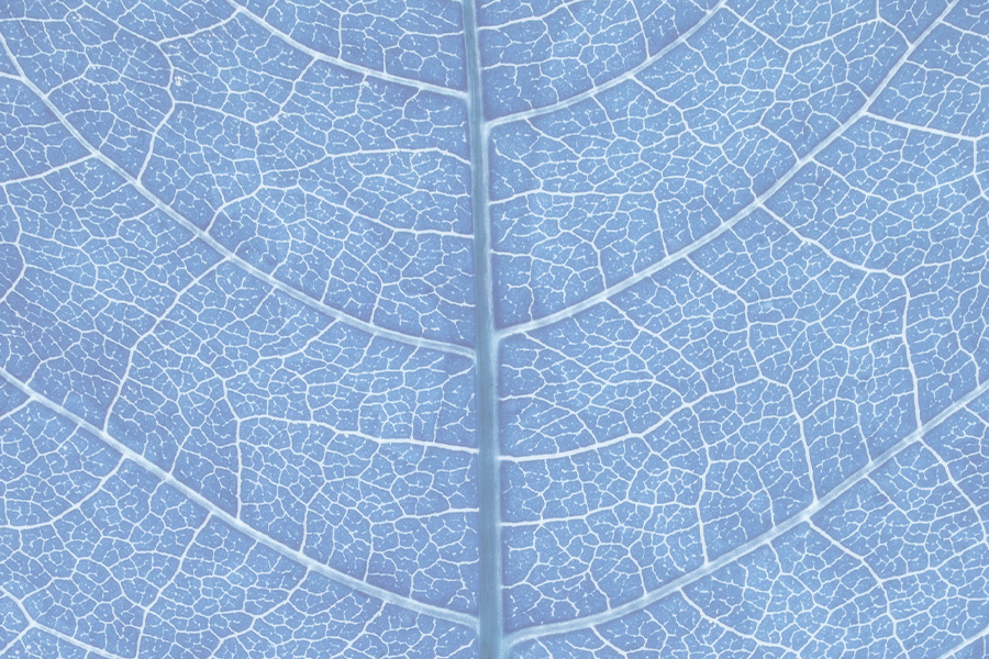 Image link